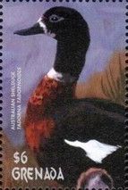Australian Shelduck (Tadorna tadornoides)