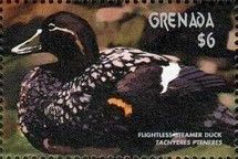 Flightless Steamer Duck (Tachyeres pteneres)