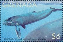 Humpback Whale (Megaptera novaeangliae)