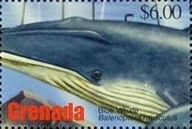Blue Whale (Balaenoptera musculus)