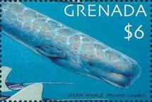 Sperm Whale (Physeter catodon)