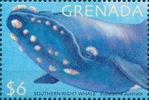 Southern Right Whale (Eubalaena australis)