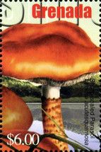 Lepiota acutesquamosa