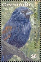 Blue Grosbeak (Guiraca caerules)