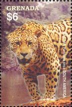 Jaguar (Panthera onca)