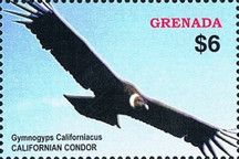 Californian Condor (Gymnogyps californiacus)