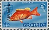 Red snapper (Lutjanus ata)