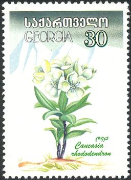 Caucasian rhododendron