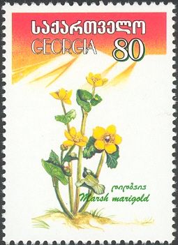 Marsh Marigold