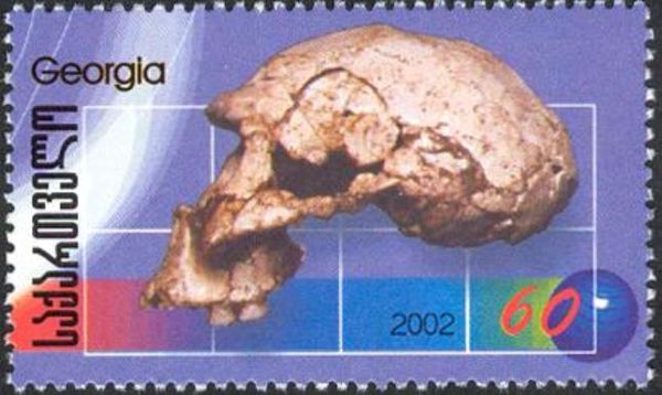 Skull of Homo Erectus