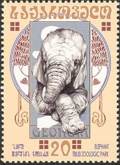 African Elephant (Loxodonta africana)