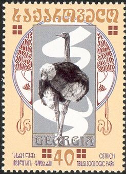 Ostrich (Struthio camelus)