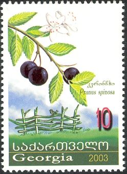 Sloe (Prunus spinosa)
