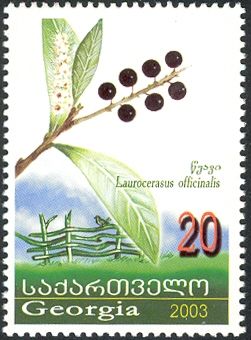Cherry Laurel (Laurocerasus officinalis)