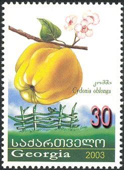 Quince (Cydonia oblonga)