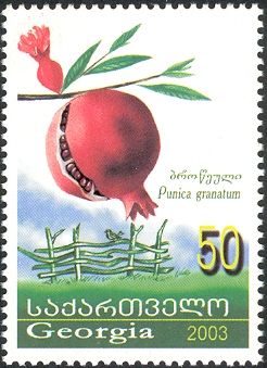 Pomegranate (Punica granatum)