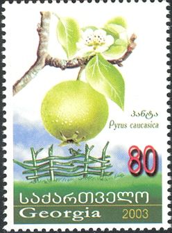 Pear (Pyrus caucasica)
