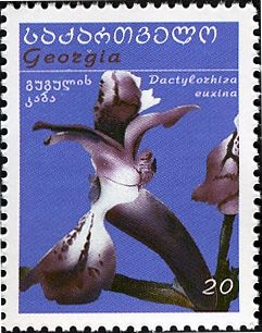 Dactylorhiza euxina