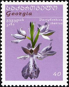 Dactylorhiza iberica