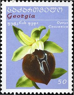 Ophrys caucasica