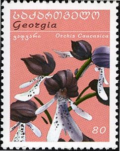 Orchis caucasica