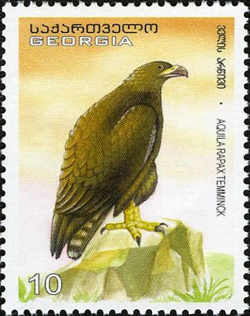 Tawny Eagle (Aquila rapax)