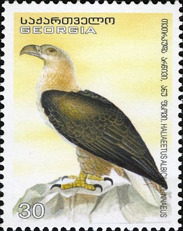 White-tailed Eagle (Haliaeetus albicilla)