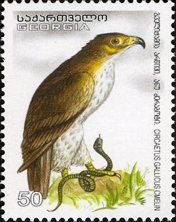 Short-toed Snake Eagle (Circaetus gallicus)