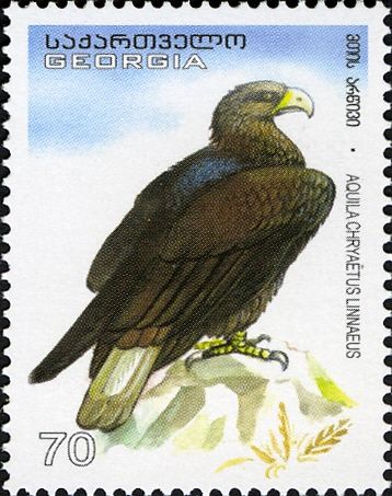 Golden Eagle (Aquila chrysaetos)