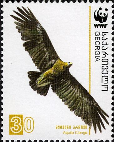 Greater Spotted Eagle (Aquila clanga)