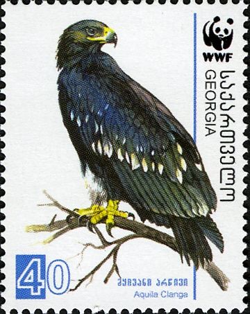 Greater Spotted Eagle (Aquila clanga)