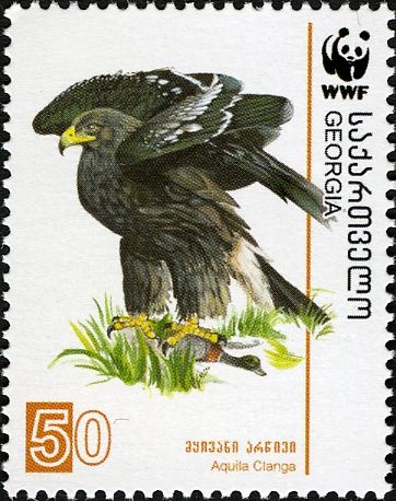 Greater Spotted Eagle (Aquila clanga)