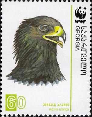 Greater Spotted Eagle (Aquila clanga)