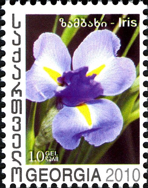 Iris