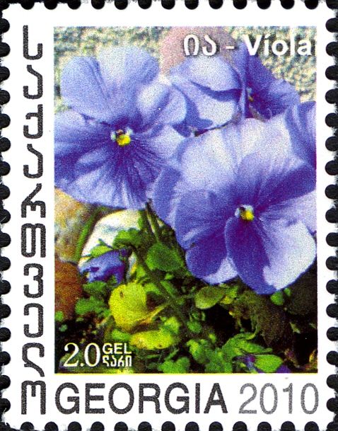 Viola