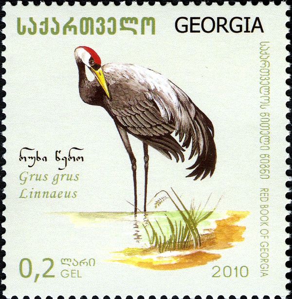 Common Crane (Grus grus)