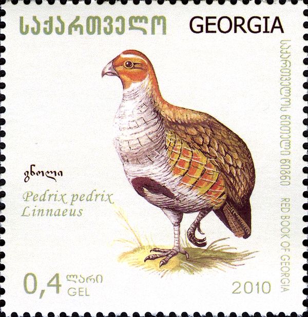 Grey Partridge (Perdix perdix)