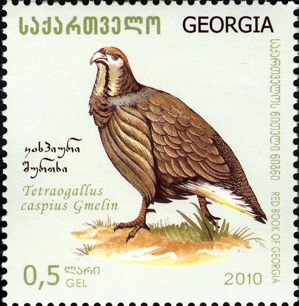 Caspian Snowcock (Tetraogallus caspius)