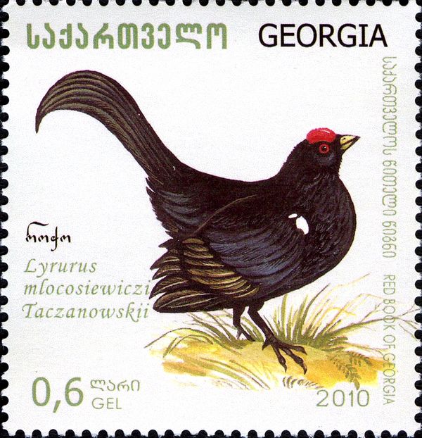 Caucasian Grouse (Lyrurus mlokosiewiczi)