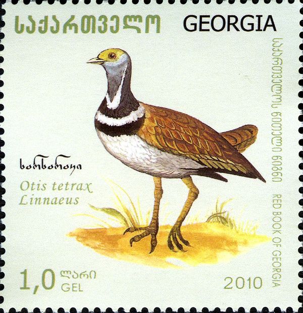 Little Bustard (Tetrax tetrax)
