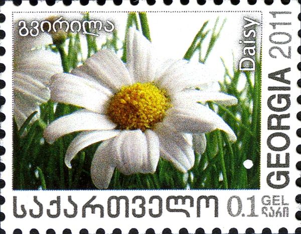 Daisy
