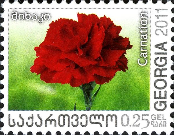 Carnation