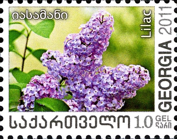 Lilac