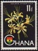 Golden Spider Lily (Lycoris aurea)