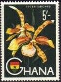 Tiger Orchid (Rossioglossum grande)