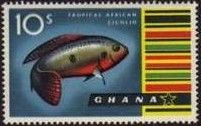 Jewel Cichlid (Hemichromis bimaculatus)