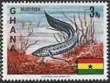 African Lungfish (Protopterus annectens) 