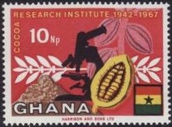 Cacao Beans