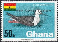 Black-winged Stilt (Himantopus himantopus) - overprinted