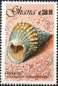 Beaded Prickly Winkle (Tectarius coronatus)